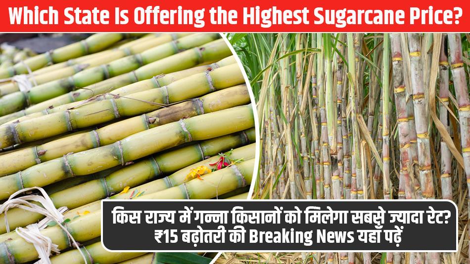 Which State Is Offering the Highest Sugarcane Price? ₹15 Hike Announced — Full Breaking News Here