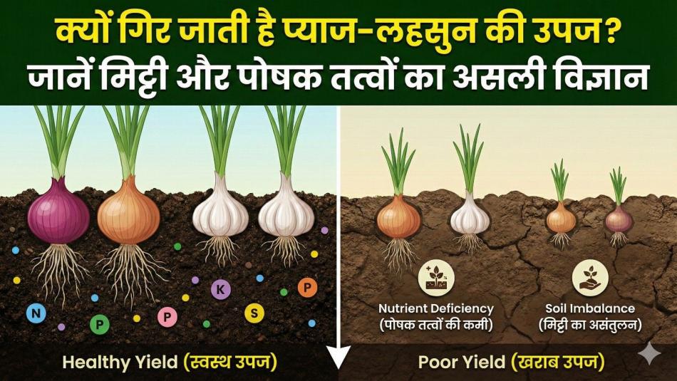 Why Onion and Garlic Yields Drop: The Science of Soil and Nutrients