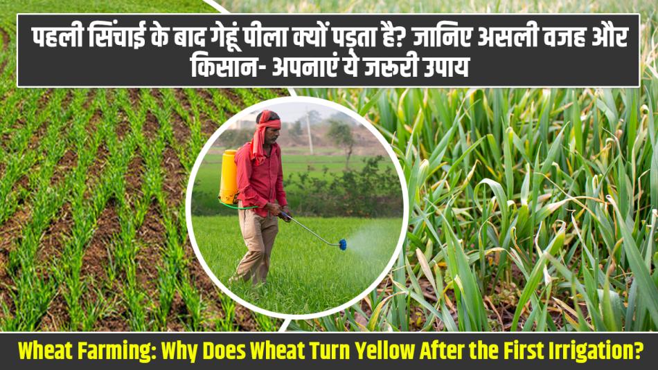 Wheat Farming: Why Does Wheat Turn Yellow After the First Irrigation? Know the Real Reasons and Essential Remedies for Farmers