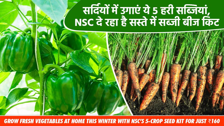 Vegetable Farming: Grow Fresh Vegetables at Home This Winter with NSC’s 5-Crop Seed Kit for Just ₹160 Vegetable Farming: Grow Fresh Vegetables at Home This Winter with NSC’s 5-Crop Seed Kit for Just ₹160