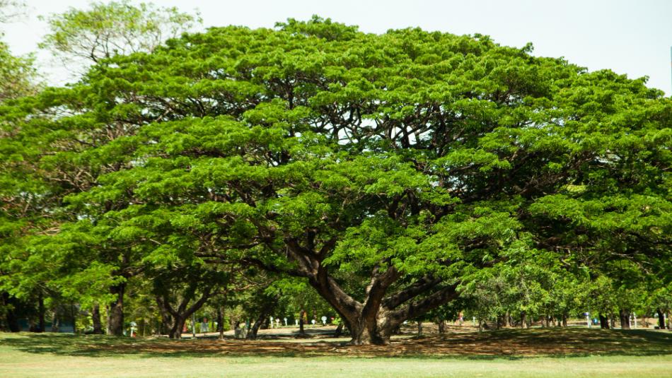 इन वृक्षों की पूजा से बदल सकती है किस्मत, जानिए देवी-देवताओं के आशीर्वाद के लाभ