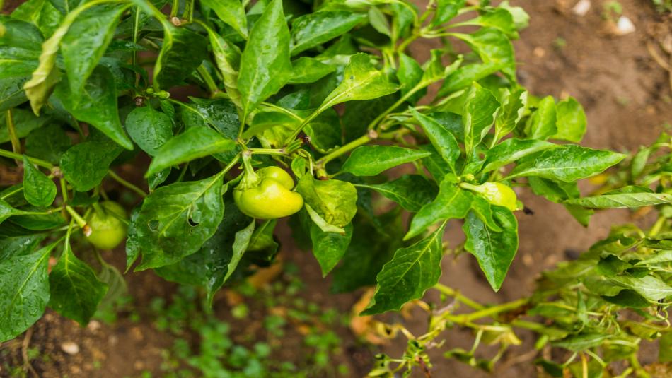 Farmers Earning Lakhs by Cultivating This Variety of Capsicum — Learn the Complete Farming Guide Farmers Earning Lakhs by Cultivating This Variety of Capsicum — Learn the Complete Farming Guide