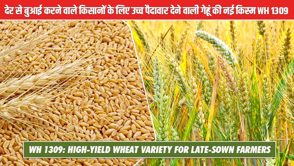 WH 1309: High-Yield Wheat Variety for Late-Sown Farmers